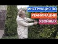 КАК ВОССТАНОВИТЬ ХВОЙНЫЕ ПОСЛЕ ЗИМЫ!