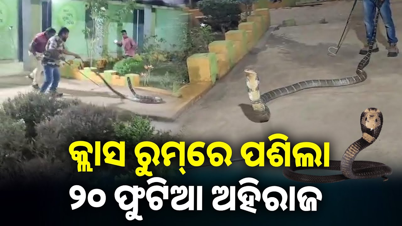 ଫଣା ଟେକି ଫଁ ଫଁ ଗର୍ଜନ କଲା ବିରାଟକାୟ ଅହିରାଜ ସାପ, ଦେଖନ୍ତୁ ଭିଡିଓ || Knews odisha