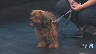 Pet of the Week: Quiver, Chili dog