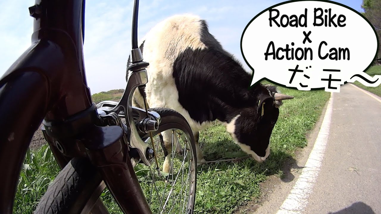 『Road Bike x Action Cam』「秋ヶ瀬公園→榎本牧場」サイクリングロードに『牛』出現!?(ﾟωﾟ )w