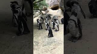 Wuppertaler Zoo. Der grüne Zoo ! #zoo #fyp #viral #wuppertal