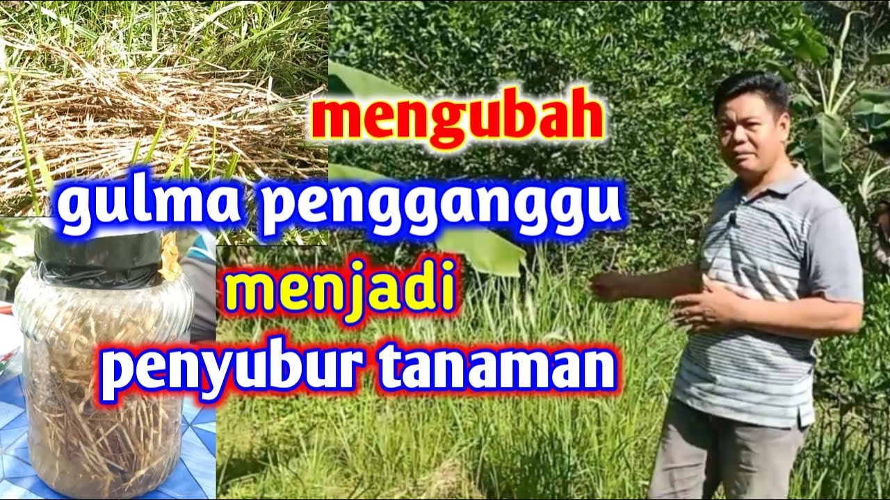 Mengubah Alang-alang Dari Gulma Menjadi Penyubur Tanaman