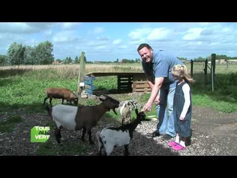 Vidéo: Vous tondez les chèvres ?