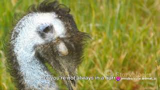 Emu Elegance: Australia's Majestic Flightless Birds