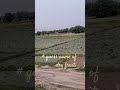 # bihar