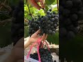 grape harvest #shorts