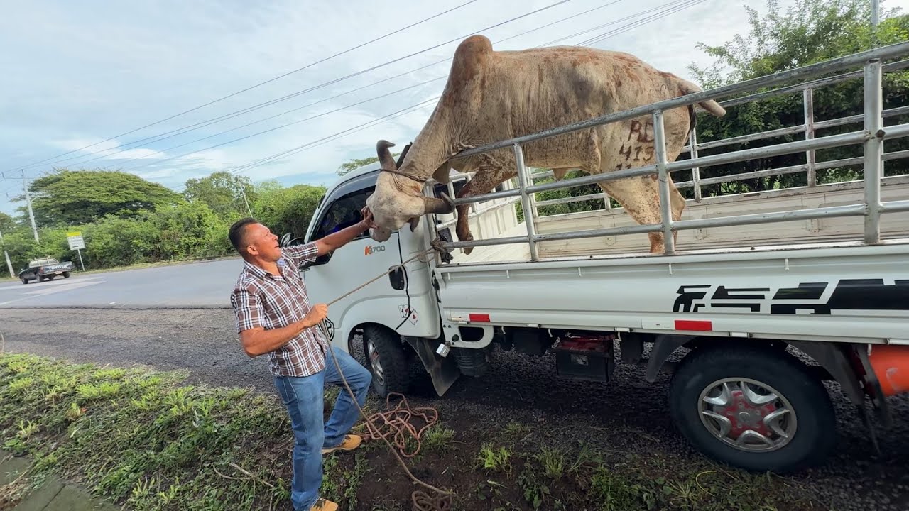 Entregamos la vaca gyr rifada mira como llego de brava 