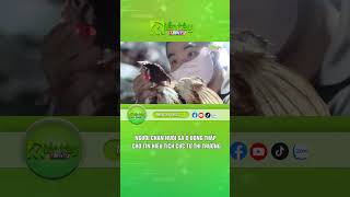 Người chăn nuôi gà ở Đồng Tháp chờ tín hiệu tích cực từ thị trường