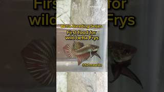 First food feeding for Betta frys|betta breeding series Part-5#bettafish #vinegareel #microworms