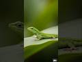 Nature or Another Planet? 🦎💎 #wildlifeshailesh #wildlife #macrophotography