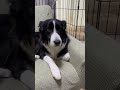イタズラがバレた時の犯人が分かりやすすぎた件w