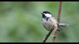 Chickadee IMG 3298 Chickadee IMG 3298