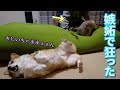 長男と母への嫉妬の態度が1億倍違う犬【コーギー】