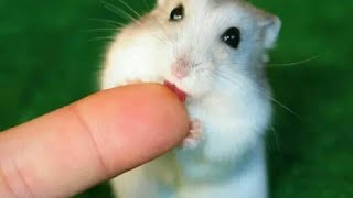 Funny Hamster compilation#2