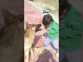 Dog Biting Attack On Baby Animals Shorts Clips