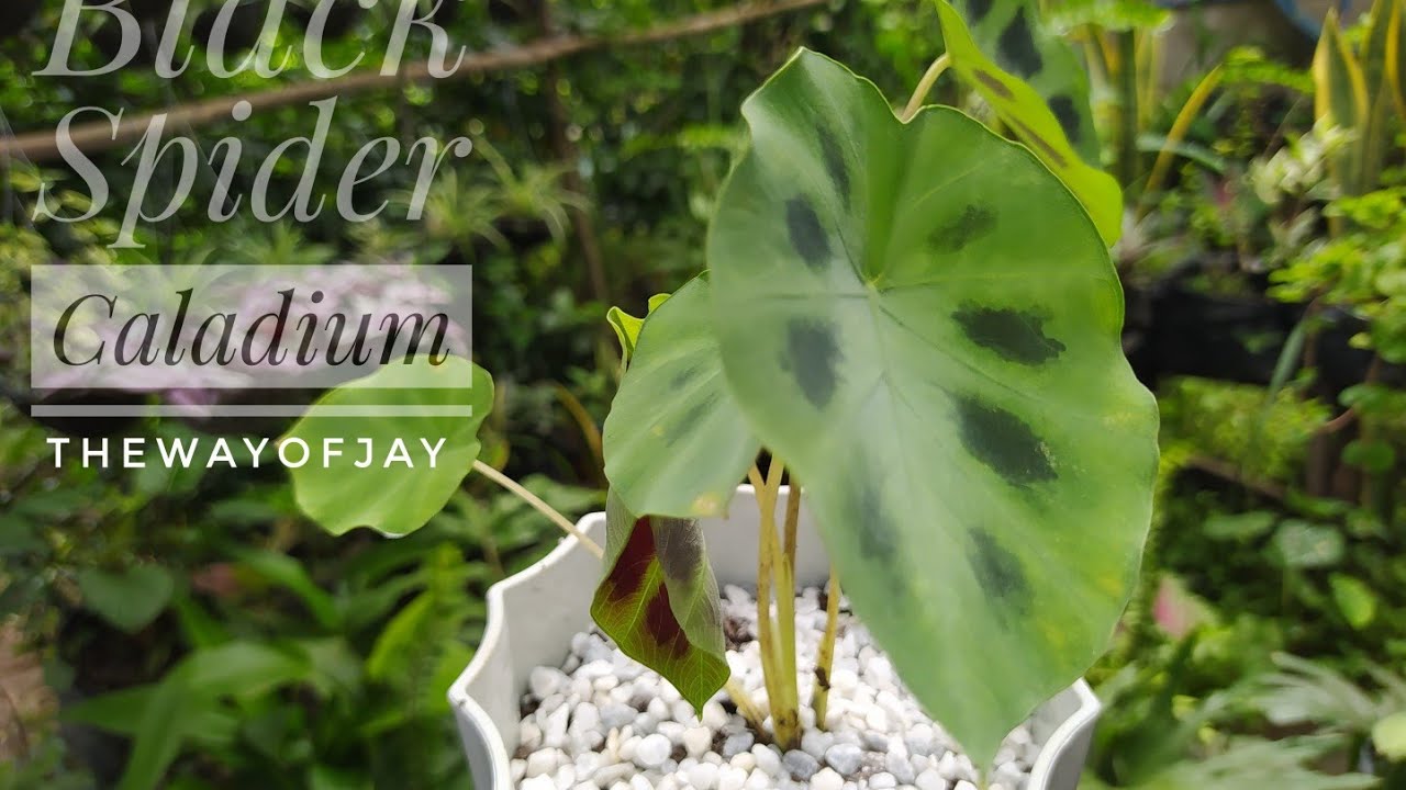 Black Spider Caladium | Mother Plant Daw, Propagation Turn Into Repotting