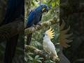 Hyacinth Macaw vs Sulphur-Crested Cockatoo | Beak Power Battle | Ultimate Parrot Showdown