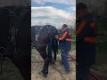 Mules in training unhooking for the evening