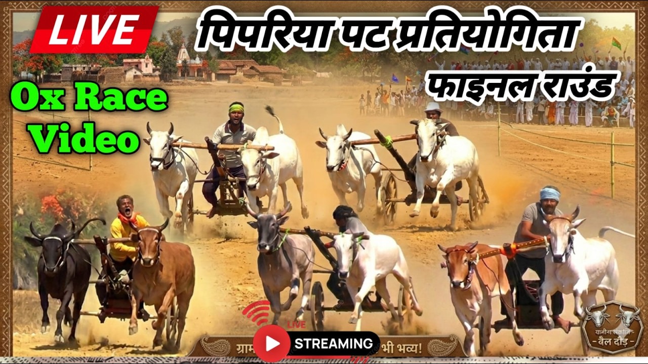 Final Aashta Pat 🔴 Ox Race Live Today 🌹 आष्टा पट प्रतियोगिता Bilgada Sharyat 👍 Pat Pratiyogita Video