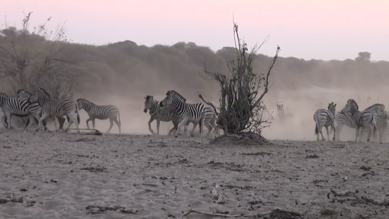 Kampnet Trailers - Botswana Trip 2025 - Zebra migration