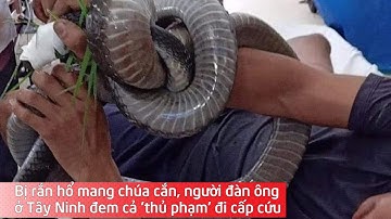 Bị rắn hổ mang chúa cắn, người đàn ông ở Tây Ninh đem cả 