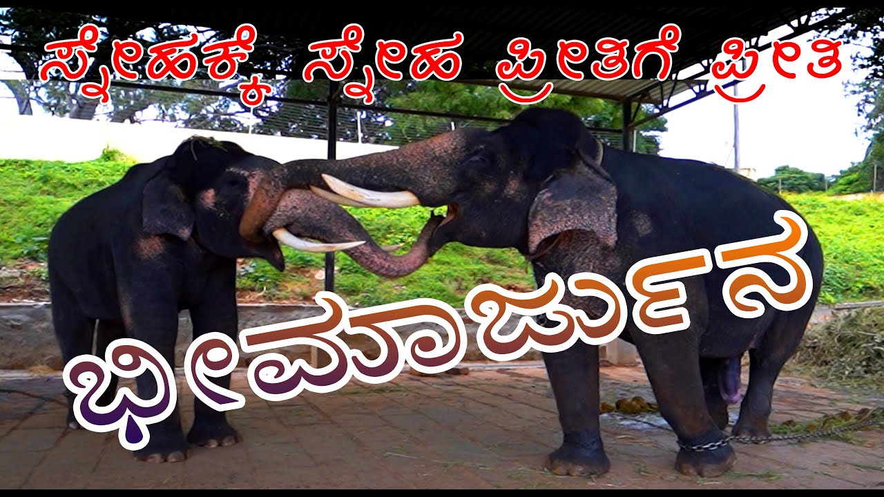 ಭೀಮಾರ್ಜುನ ಆನೆಗಳ ಕುಚುಕು ಸ್ನೇಹ ಅರಮನೆ ಆವರಣದಲ್ಲಿ .Dasara 2022 Mysuru palace love&affection of bhimarjuna