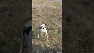 Stella is like a coiled spring! #pointer #gsp #birddog #huntingdog #dogshorts #dogs #shorts #short