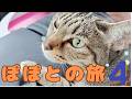 ぽぽとの旅 蒲郡④ 【Popo's Journey: Gamagori ④】