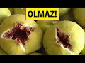 Bu şəxslərə Əncir Yemək OLMAZ! - DİQQƏT