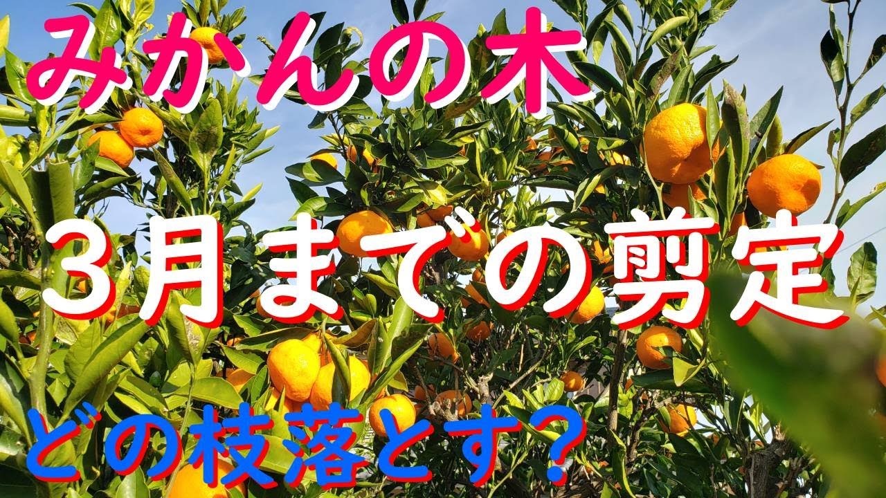 みかんの木 来年3月までに行う剪定（その枝切っていませんか？）