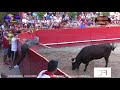 RESUMEN 2019  (9ª PARTE)  VACAS Y TOROS EN LOS PUEBLOS  (CAPARROSO-NAVARRA)