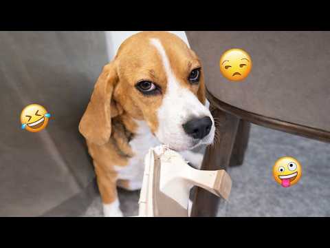Try Not To Laugh 😂 Best Funny Dog Videos Compilation 2026