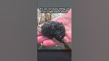 What are Enderpearls REALLY?