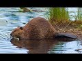 Beaver Hunting! {Catch Clean Cook} Beaver Pie