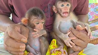 You Spoiled Baby Monkey, Monty