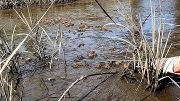 Catch Your Own FIDDLER CRABS in MINUTES