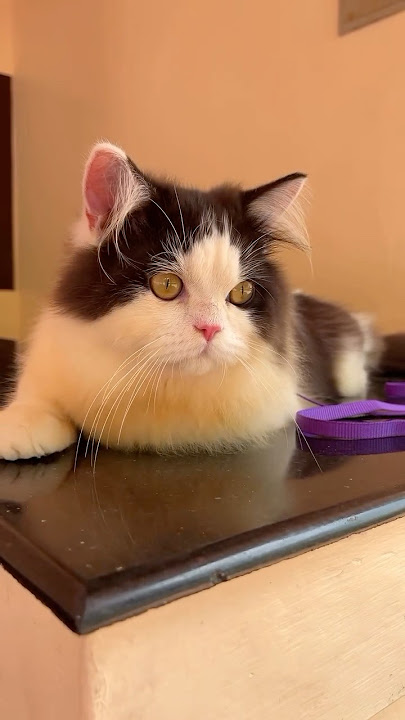 Hai Koi ЁЯе▓ #cat #catvideos #persiancat #catfunny