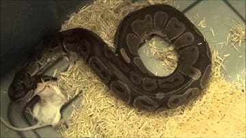 Female Ball Python Feeding Live Mice (Time lapse x8)