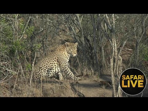 leopard print safariLIVE- Sunrise Safari - October 15, 2018