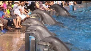 Dolphin Days (Full Show) at SeaWorld San Diego on 8/30/15