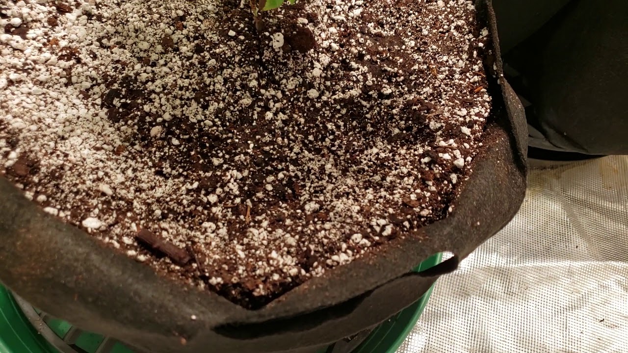 Update Day 10 of Veg and Autoflowers