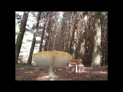 Vídeo: Como Identificar O Agárico-mosca Do Extremo Oriente Ou Amanita Caesareoides