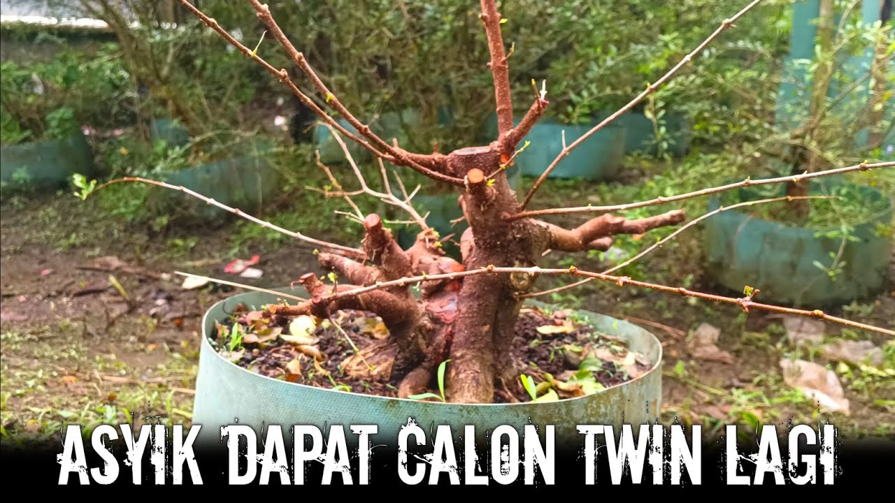 dapat bahan bonsai twin sekeren ini || program bonsai sianci (malphigia emarginata )