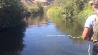 Big trout, small stream mouse action