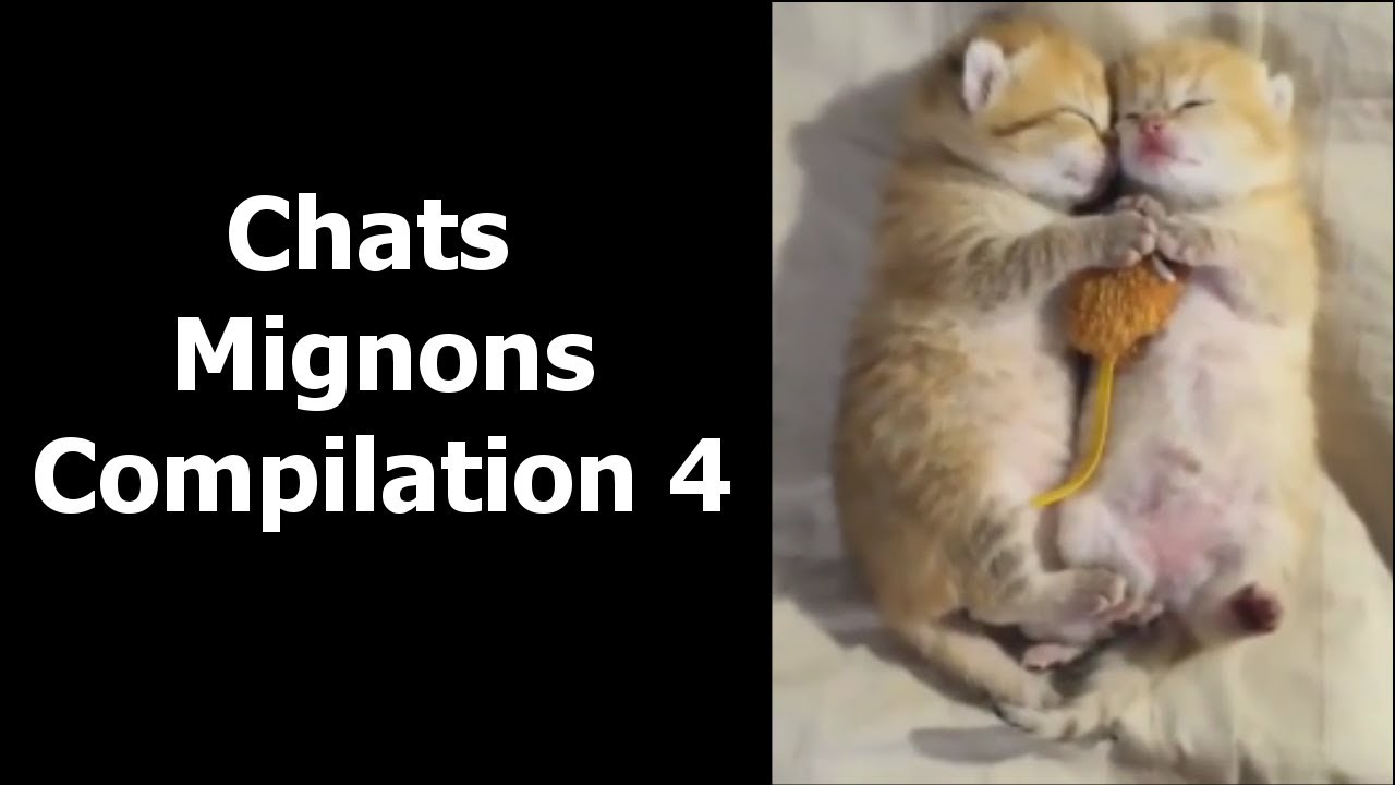 Chats Mignons compilation 4 - YouTube