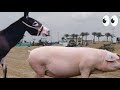 الحمار والخنزير هل تعلم أن الحيوانات لها خصائص فريدة 