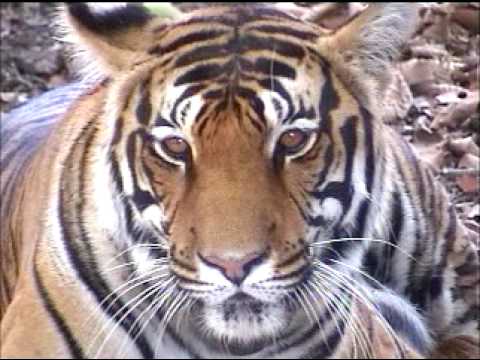Very Close Video of Tigress of Kanha National Park...