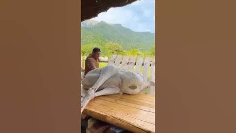 Roasting a Giant Ostrich Under a Barrel! Internet's Hottest Recipe 🦩🔥