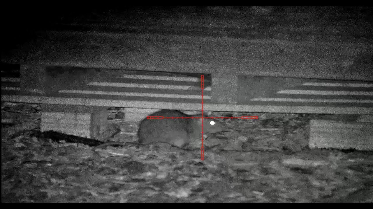 30+ Rats Here ratty ratty night vision rat hunting YouTube