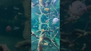 Submerged View Shorts